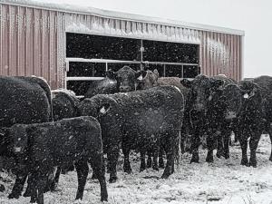 Livestock Face Risks in Extreme Weather, From Heavy Snow to Polar Vortex Impact Later This Week