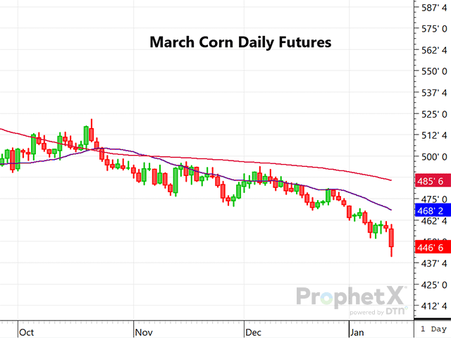 This chart shows March corn plunging on the heels of a both record U.S. yield and production and a sharp rise in world corn stocks following the January WASDE crop report on Friday. (DTN ProphetX chart by Dana Mantini)