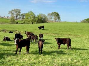 Select Cattle to Meet Herd Goals