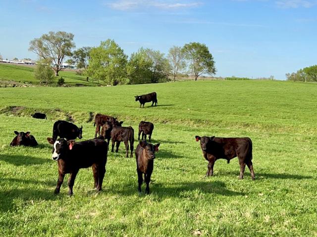 Using the right genetic tools for herd selection can help make improvements in those traits. (DTN/Progressive Farmer file photo by Jennifer Carrico)