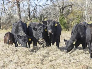 Progress Is Being Made on Hoof Soundness