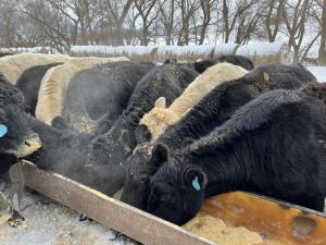 Managing Beef Cattle Body Condition is Essential for Profitability