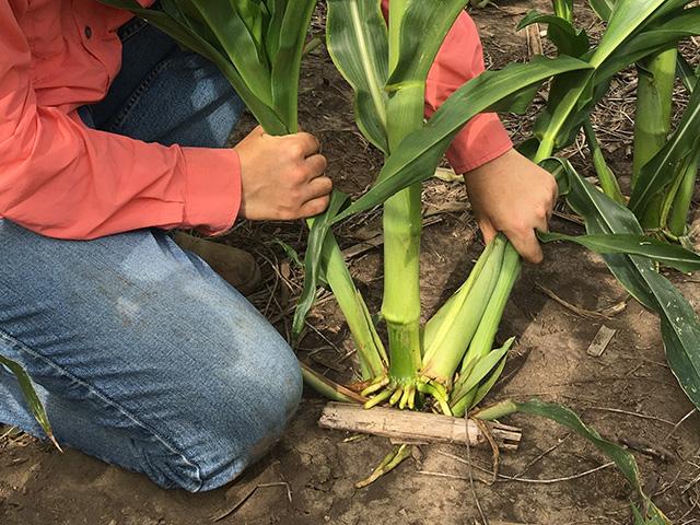 The Tiller Queen's research and the Corn King's world record show that these extra shoots aren't detrimental to yields. (Photo courtesy of Rachel Veenstra)