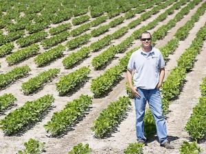 Gene Discovery Show Promise in Soybean Cyst Nematode Fight