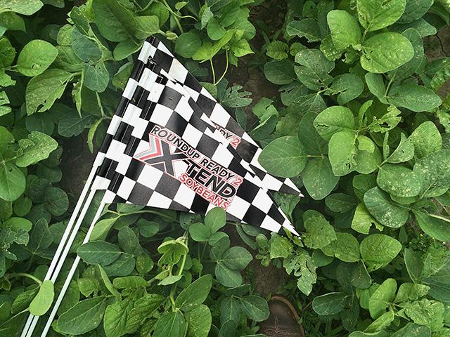 Agriculture interest groups have asked for EPA's help following a recent dicamba court ruling. (DTN file photo by Pamela Smith)