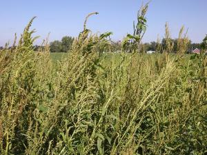 Waterhemp Population Potentially Resistant to 2,4-D Found in Iowa