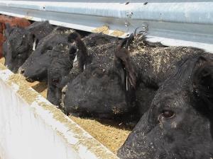 Tight Supplies Expected to Boost Cattle and Hog Prices in 2024