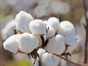 Cotton Farmers Face Difficult Planting Decisions