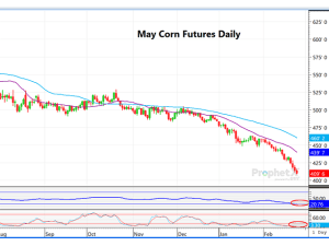 Corn Futures Very Oversold as Funds Continue to Pile Into New Shorts