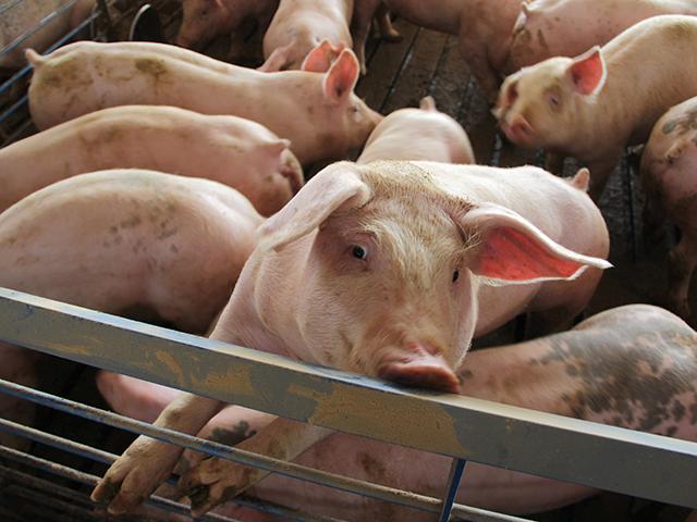 A federal judge issues a major ruling in a lawsuit filed by food companies and farms that challenged Massachusetts' animal welfare law. (DTN file photo)