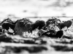 Feedlot Managers and Cow-Calf Producers Demand More Money