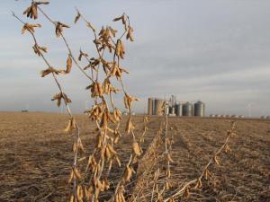 CEO of Mississippi Grain Company Set to Change Plea in Wire Fraud Case