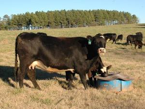 Vitamins, Minerals Play Important Role in Beef Cattle Immunity, Health and Performance