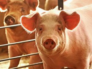 Pork Prices Rose 20% on Average in California After July 1 Last Year
