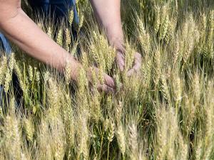 National Wheat Yield Contest Features New Category and Website for 2024