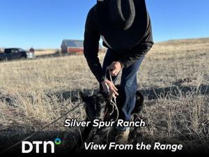 Colorado’s Silver Spur Ranch Shares Calving and Tagging System Tips