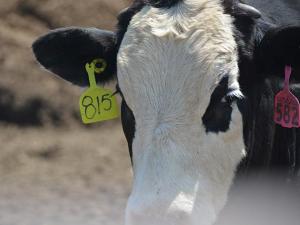 Disease Traceability Is Main Focus for the Need for Cattle EID Tags
