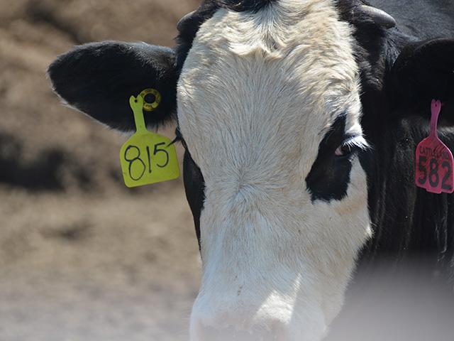 Congress passed $15 million in funds for the EID tags for beef producers in the recent appropriations package. EID tags are used for identification and disease traceability. (DTN/Progressive Farmer file photo by Chris Clayton)
