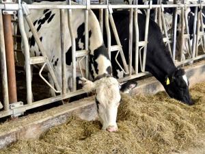 Avian Influenza on Dairy Farms Leads to More Questions – UPDATE