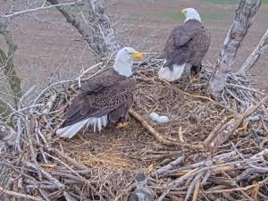 YouTube’s ‘Farmer Derek’ Has New Focus: A Pair of Bald Eagle Eggs About to Hatch