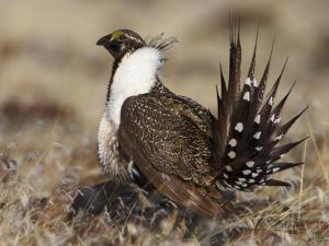 BLM Proposes New Public Land Limits to Protect Greater Sage Grouse in 10 States