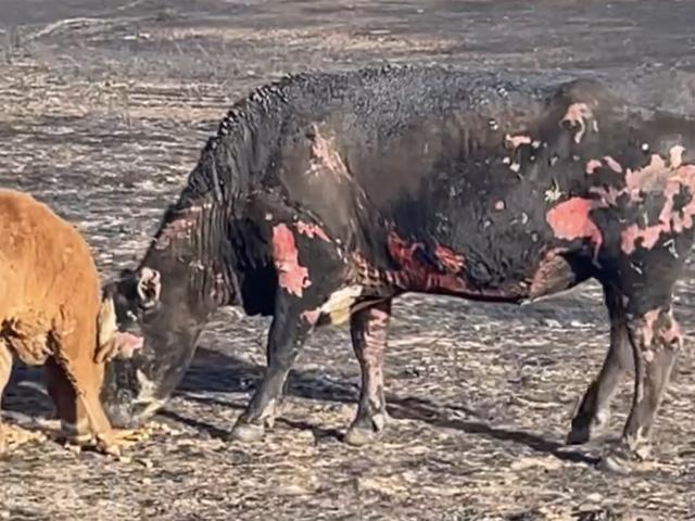 A cow near Miami, Texas, suffered burns from the recent wildfires. (Photo courtesy of Ryan McCoy)