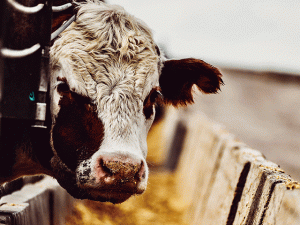 Environmental Groups Tell Appeals Court EPA Consistently Fails at Regulating CAFOs