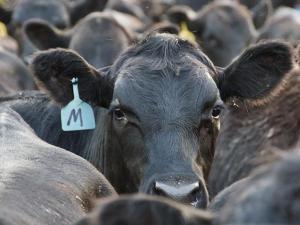 Beef Trade Lower Following News of Fire at National Beef Processing Plant in Kansas