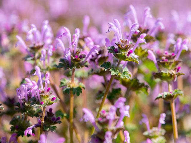 Warm temperatures have allowed winter annual weeds such as henbit to get a head start this spring. This early growth is drawing up soil moisture in many regions that can't afford to lose it. (DTN photo by Jason Jenkins)