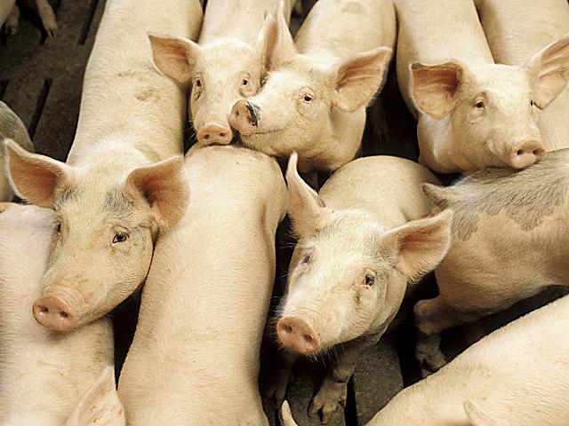 Food companies and groups motioned a federal court to throw out the state of Massachusetts' ban on pork sales from hog producers not abiding by the state's animal welfare law. (DTN file photo)
