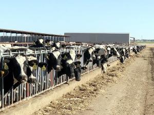 Dairies in Texas, Kansas Report Cattle Infected With Bird Flu