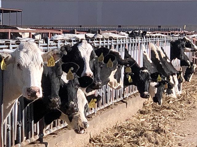 Along with Texas and Kansas, USDA officials are now reporting that dairy cattle infected with highly pathogenic avian influenza have been found in Michigan, Idaho and New Mexico. (DTN file photo)