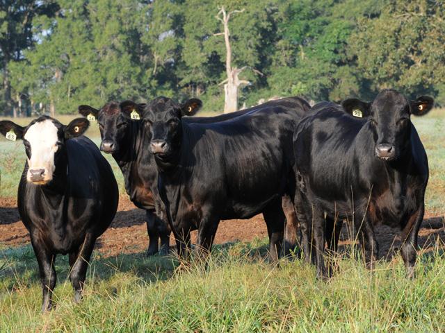 There are several factors key to managing heifers so they stay in the herd for years to come. (DTN photo by Becky Mills)
