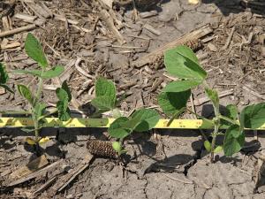 Free Webinars Bring Bean Yield Tactics into Focus