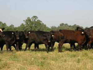 Cow-Calf Producers Should Conduct a Pre-Breeding Heifer Check