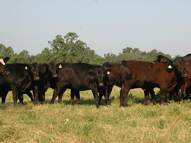 Heifers can mature at different times. Cow-calf producers should complete a pre-breeding heifer evaluation. (DTN file photo by Becky Mills)