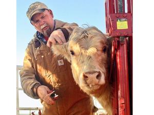 Cattle Producers Need EID Tags for Certain Classes