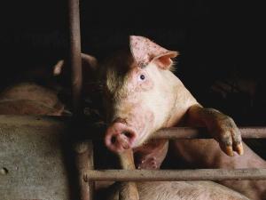Pork Producers Continue to Point to Farm Bill for Solution to Proposition 12