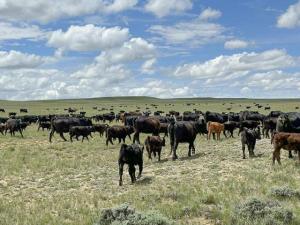 BCS, Heifer Development and Economic Efficiency Factor Into Herd Management Practices