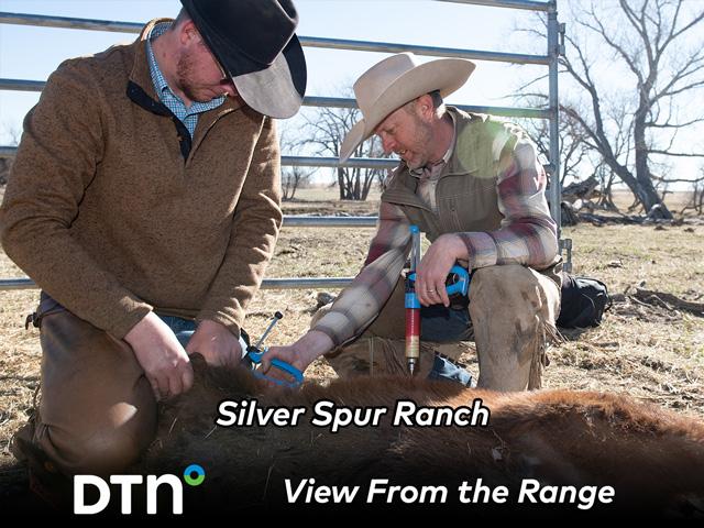 Lane Olkjer (left) and Bob Welch vaccinate a calf during a branding day at Silver Spur Ranch near Kiowa, Colorado. DTN's View From the Range series is following activities at the ranch throughout the year. (DTN/Progressive Farmer photo by Joel Reichenberger)