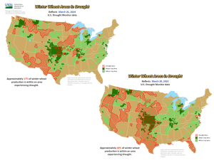 Winter Wheat Received a Big Boost From El Nino Moisture