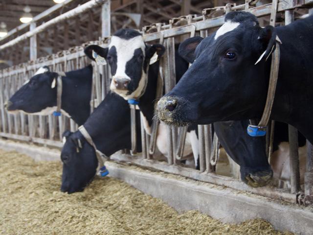 Dairy cows in several states have become infected with influenza, leading to loss in milk production and profits. (DTN/Progressive Farmer file photo by Jennifer Carrico)