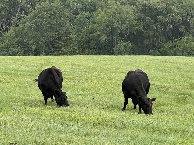 After drought conditions, it's important to have good pasture management to ensure the best opportunity for grazing. (DTN photo by Jennifer Carrico)
