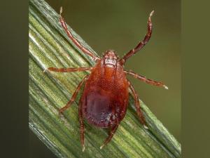 Tick-borne Illness Has Been Discovered in Cattle Herds in 9 States