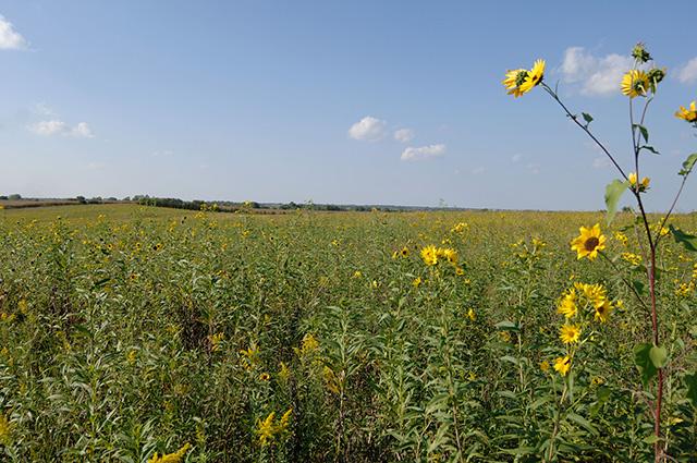 A pollinator field in Nebraska. USDA on Wednesday announced $1.5 billion in funding for projects under the Regional Conservation Partnership Program, the most in the program's history. (DTN file photo)