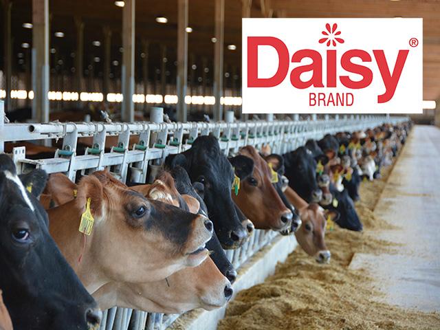 Texas-based Daisy Brand, the country's largest producer of sour cream, as well as a major cottage cheese seller, will build a new $626.5 million processing plant in central Iowa. (DTN file photo with logo courtesy of Daisy Brand)