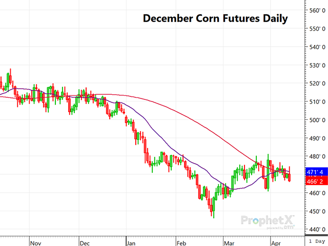 This is a daily chart of new-crop December 2024 futures, showing a continuation of the bearish corn trend following the neutral-to-bearish April WASDE report on Thursday. (DTN ProphetX chart)