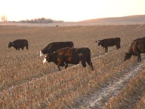 UNL Data: Grazing High-Yielding Corn Might Mean Less-Nutritious Residue