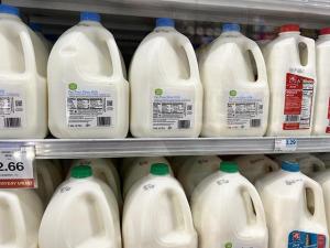 Colorado Dairy Tests Positive for H5N1 as FDA Reaffirms Pasteurization