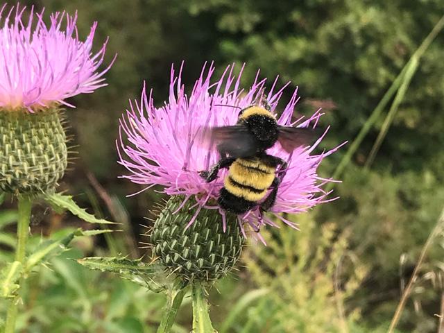 The American bumblebee is one of four bee species named in a lawsuit claiming that the U.S. Fish and Wildlife has failed to make the required final determination for species protection under the Endangered Species Act. (Photo by Katie Lamke, Xerces Society)